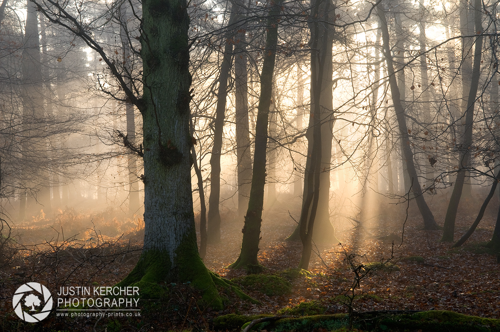 Beacon Through the Trees III
