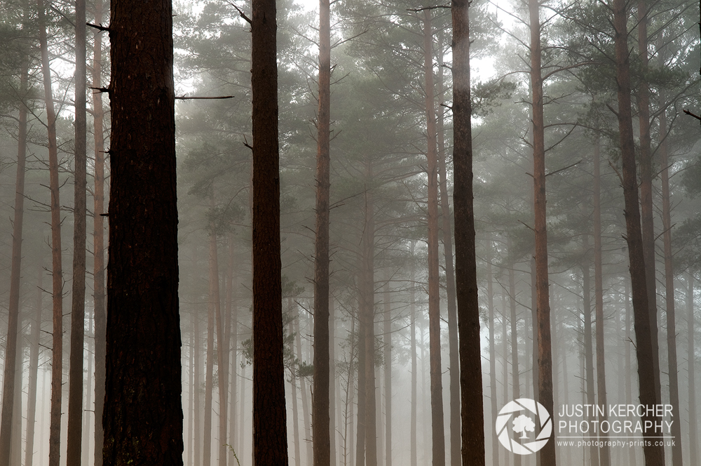Giants in the Mist