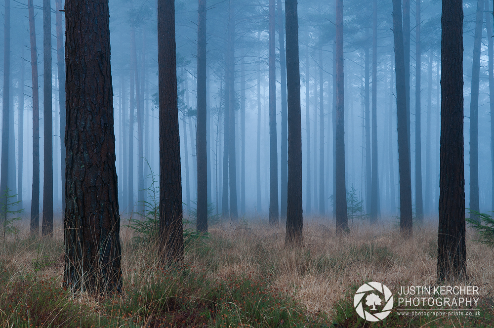 Giants in the Mist II