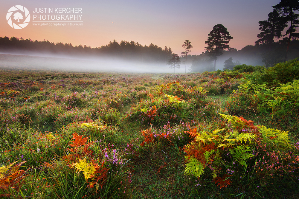 Mist Over Bratley Wood II