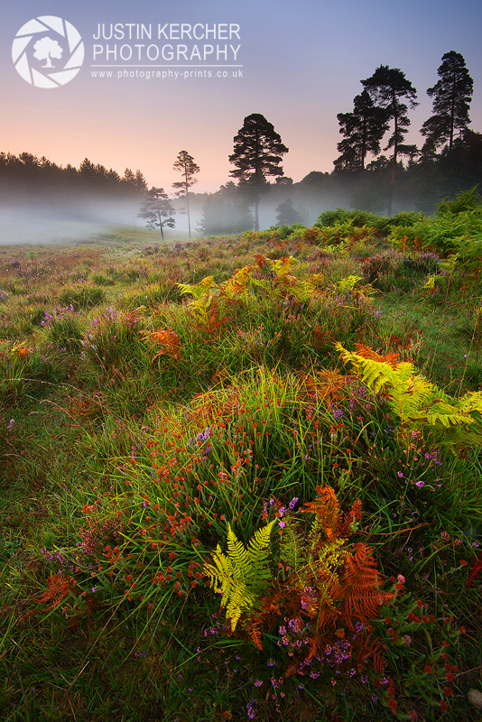 Mist Over Bratley Wood III