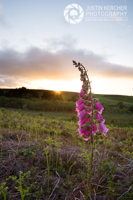 Foxglove Sunset