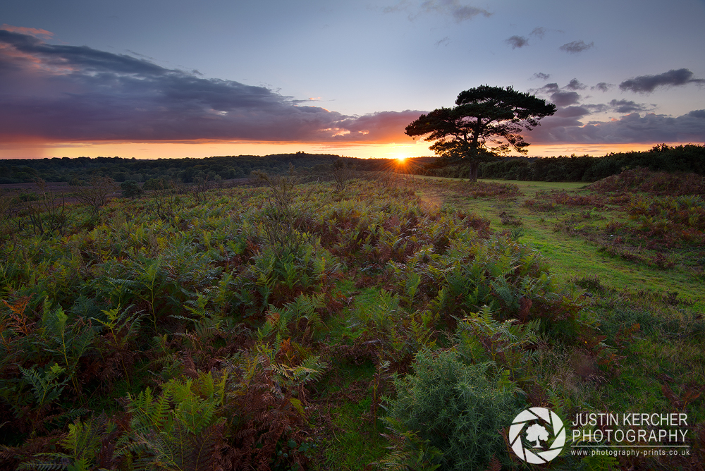 Scots Pine at Bratley View