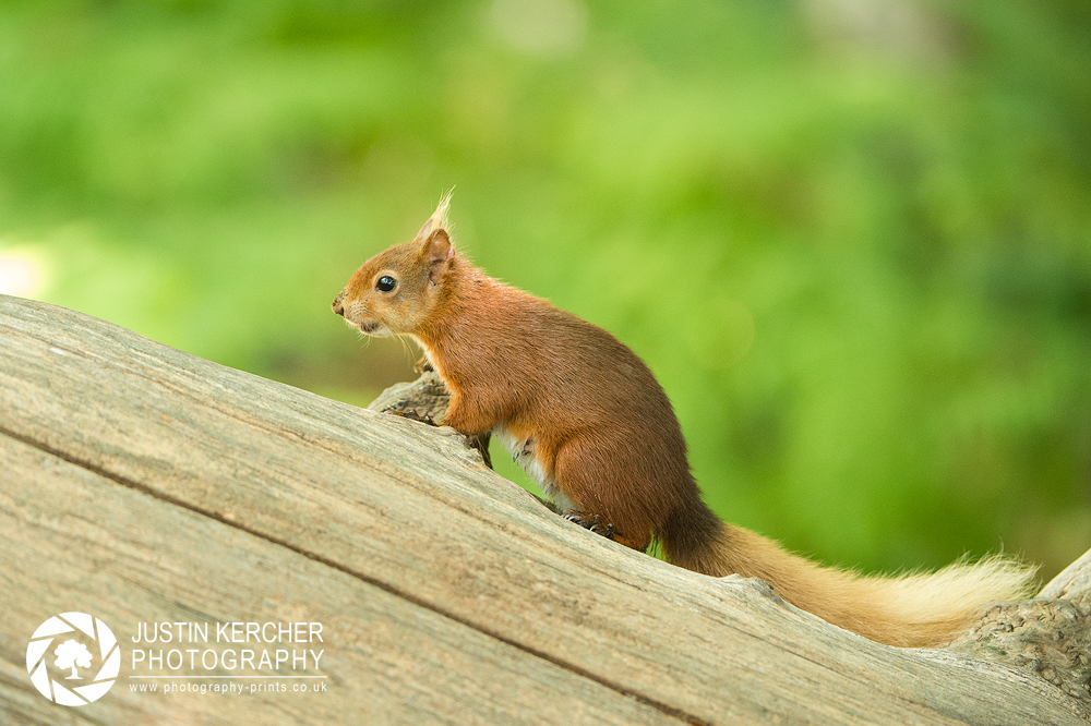 Red Squirrel XIX