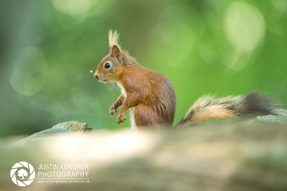 Red Squirrel XX