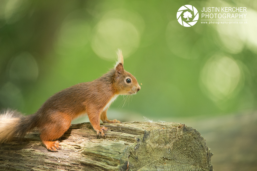 Red Squirrel XXI