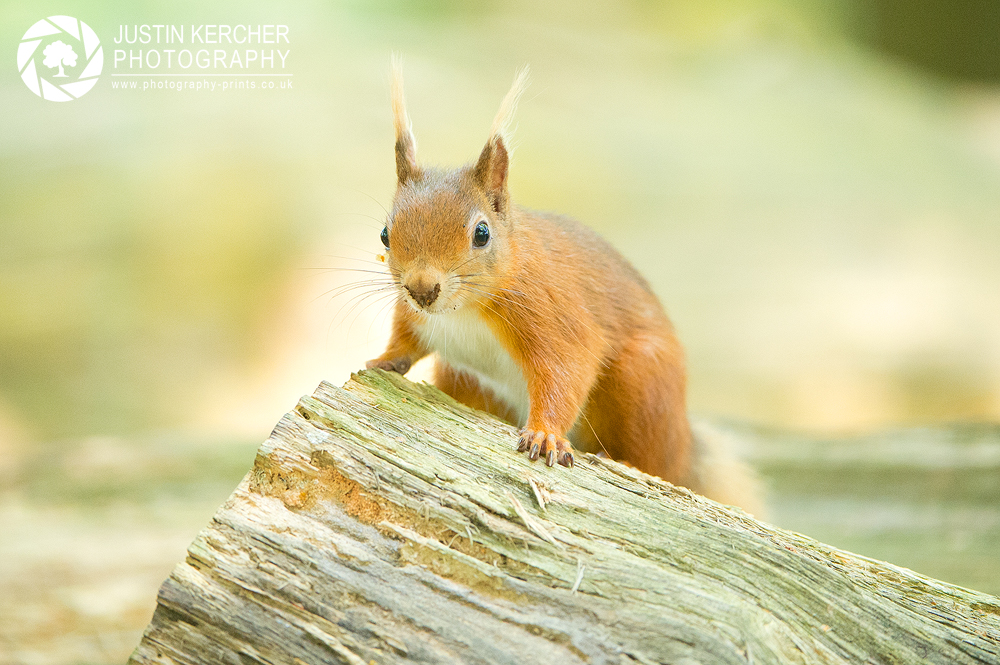 Red Squirrel XXII