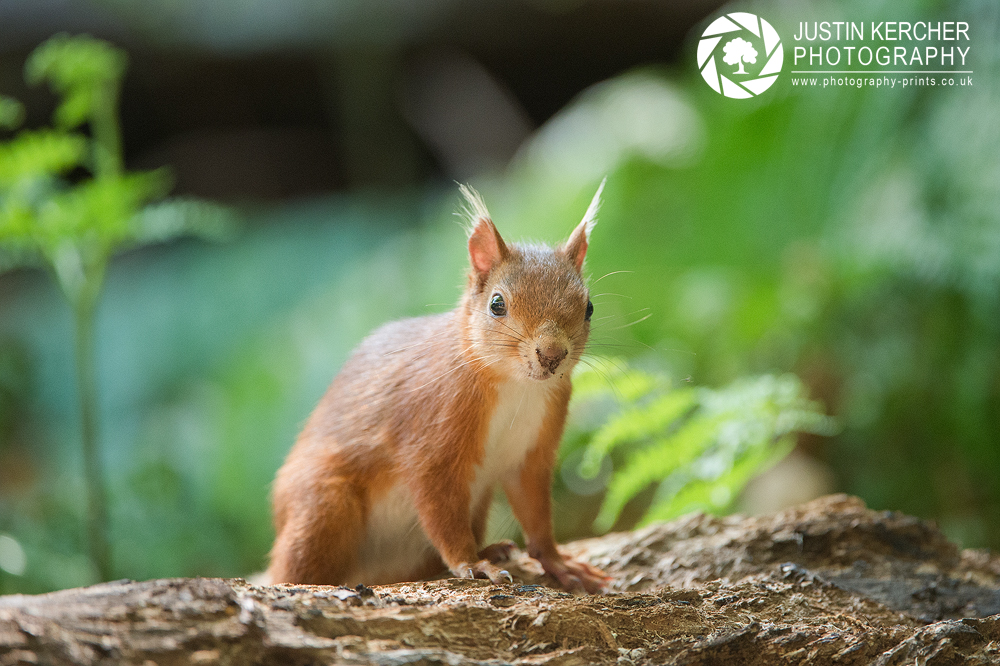 Red Squirrel XXIII