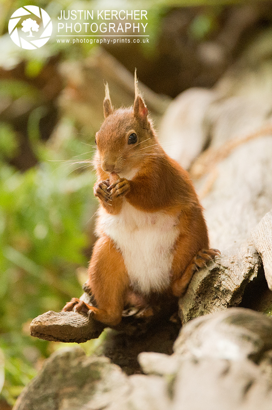 Red Squirrel XXIV