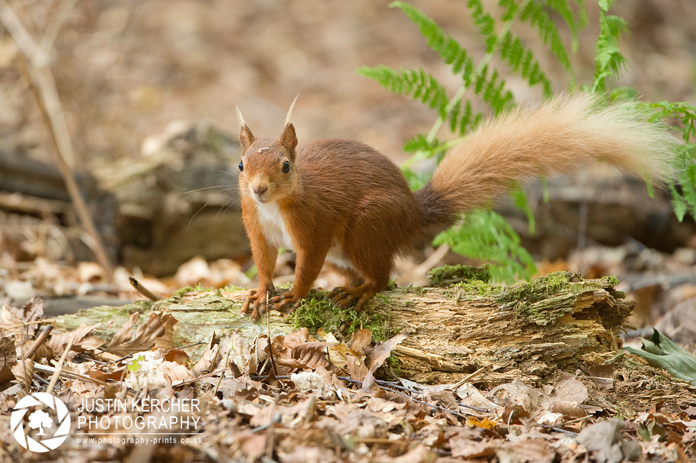 Red Squirrel XXV