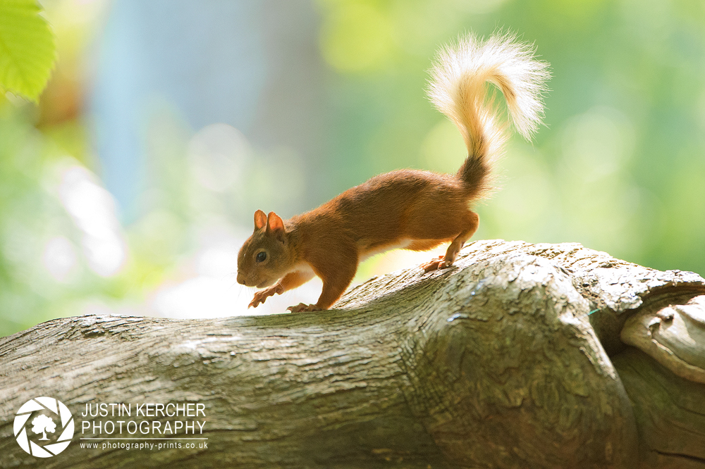 Red Squirrel XXVI