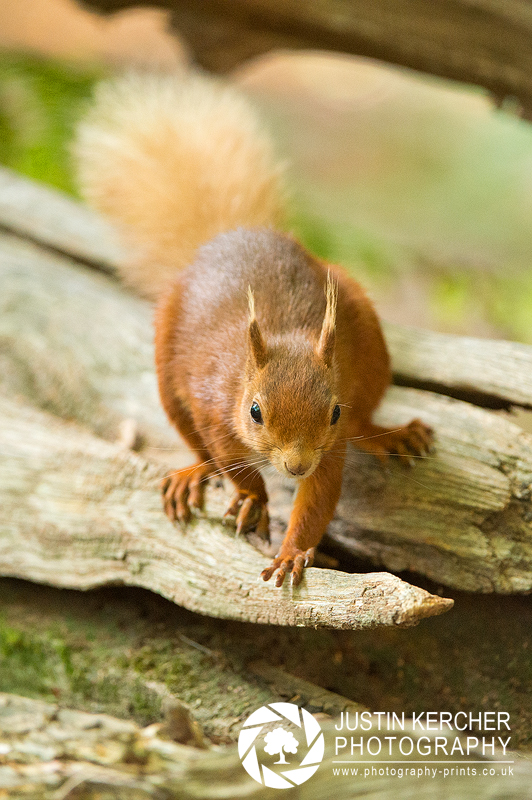 Red Squirrel XXVII