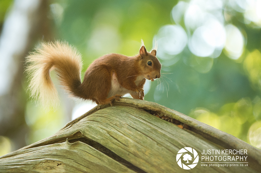 Red Squirrel XXVIII