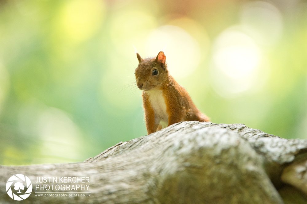 Red Squirrel XXIX