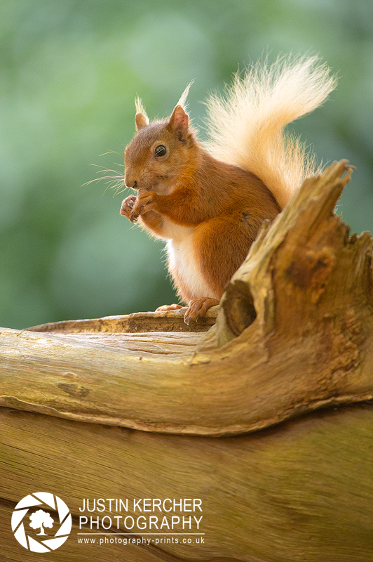 Red Squirrel XXX