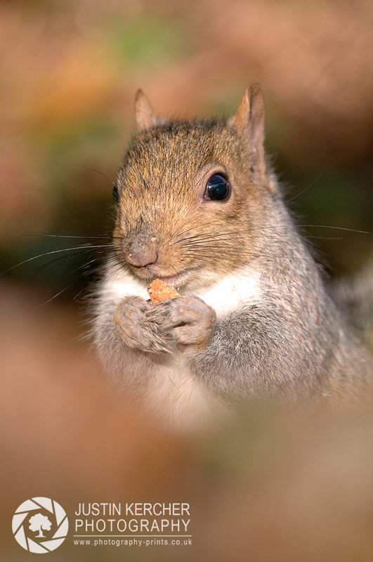 Grey Squirrel Eating I