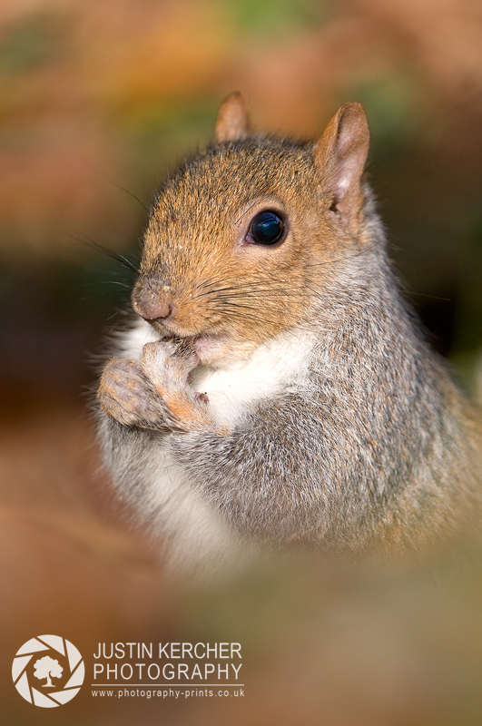 Grey Squirrel Eating II