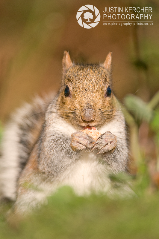 Grey Squirrel Eating III