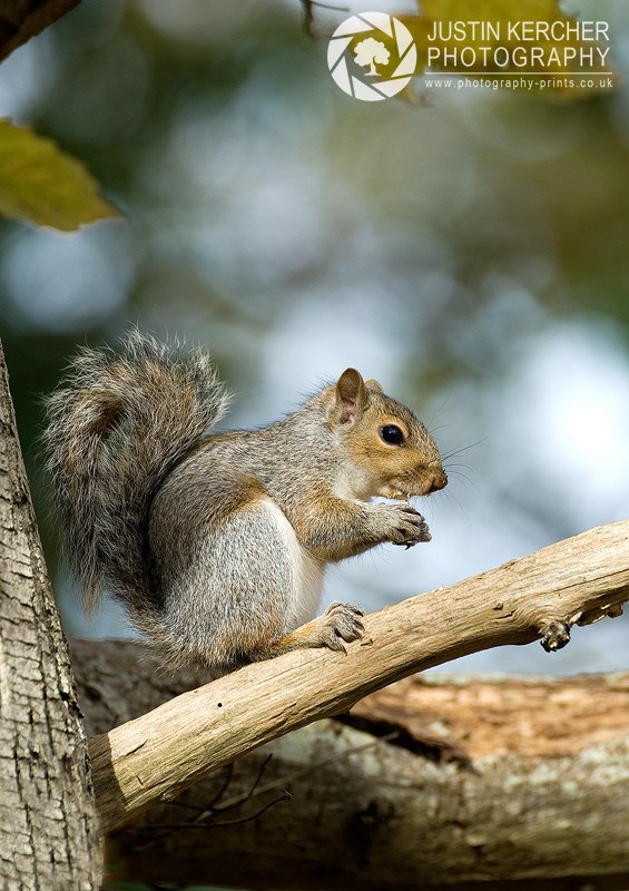 Grey Squirrel in Tree