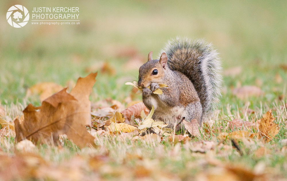Grey Squirrel Forraging
