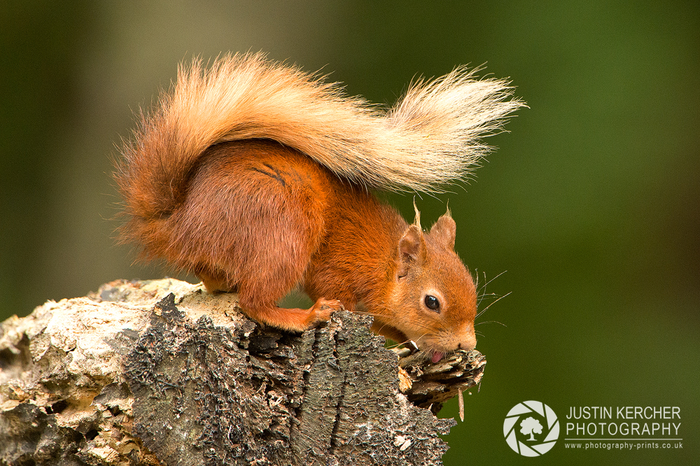Juvenile Red Squirrel Licking
