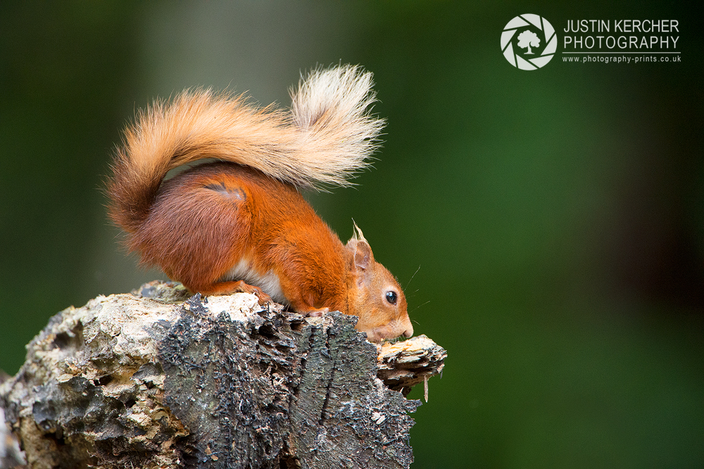 Juvenile Red Squirrel Sniffing