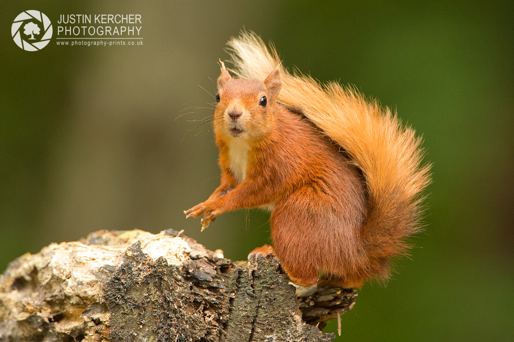 Juvenile Red Squirrel