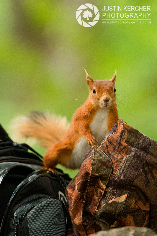Red Squirrel Investigation