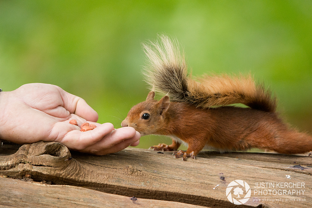 Cautious Red Squirrel