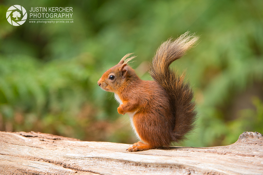 Red Squirrel VIII