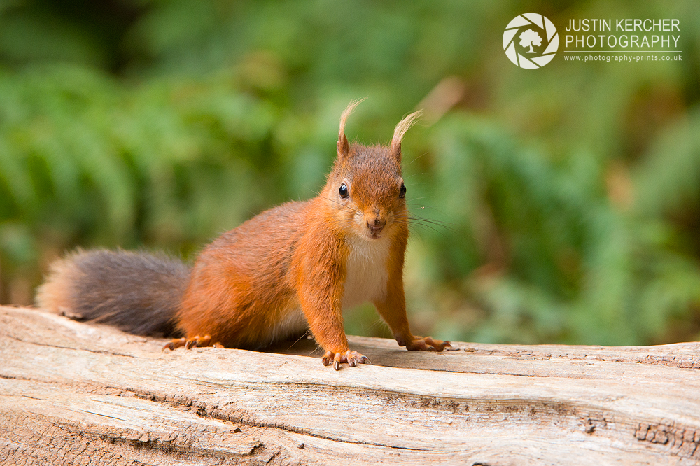 Red Squirrel VII