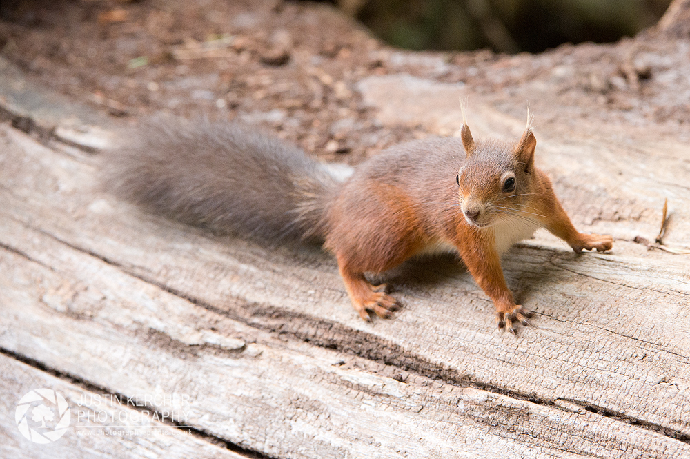 Red Squirrel XVI