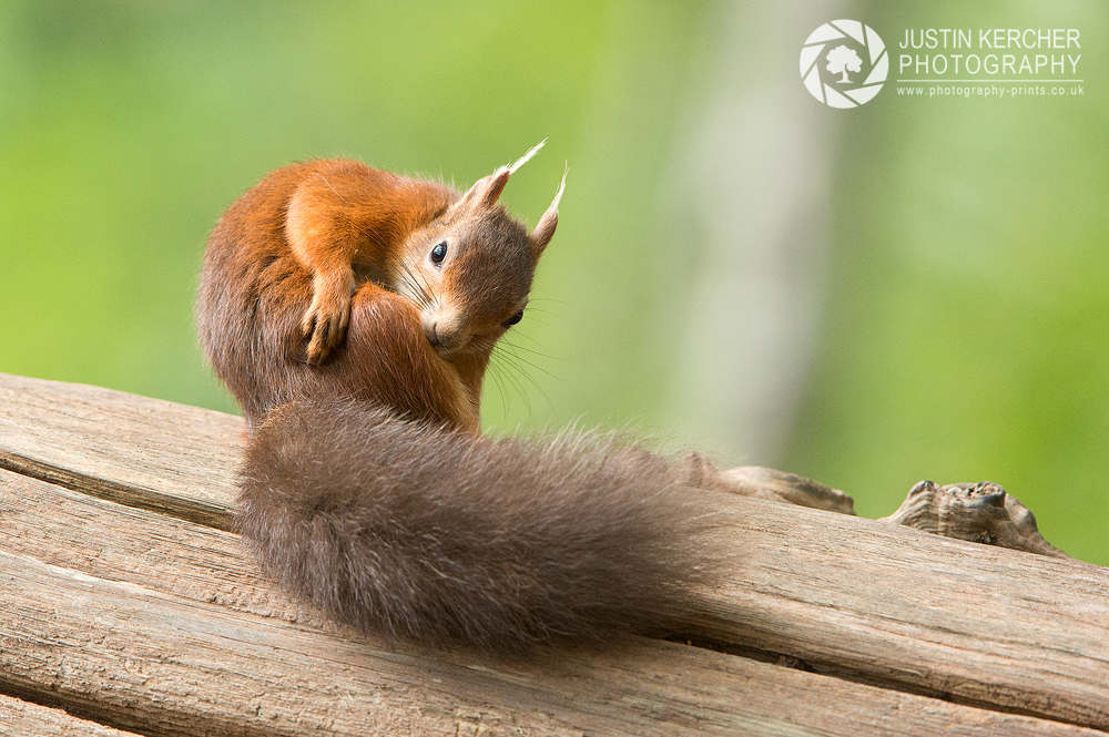 Red Squirrel XII
