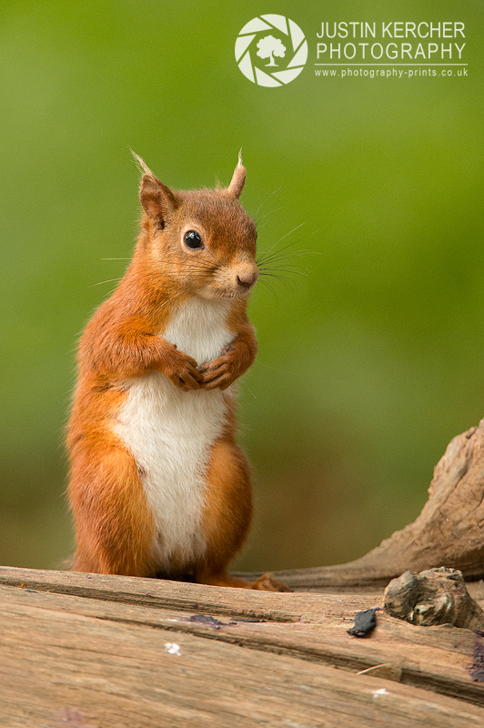 Red Squirrel IX