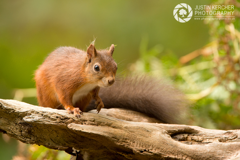 Red Squirrel