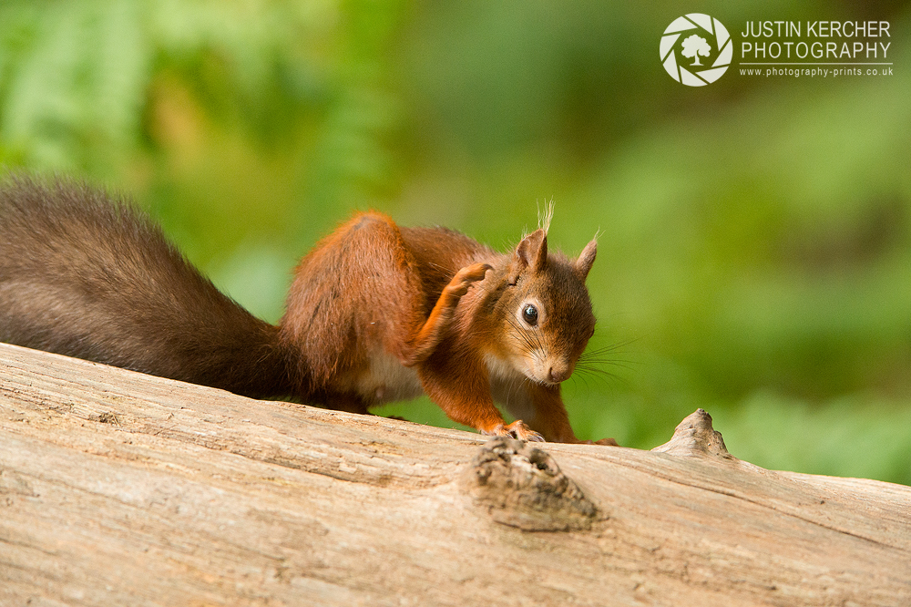 Red Squirrel VI