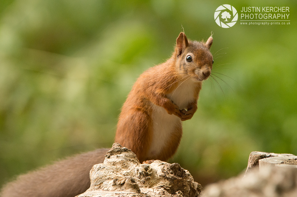 Red Squirrel XVIII