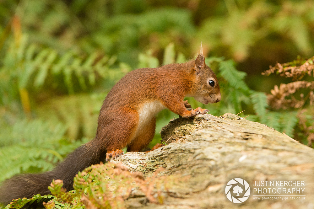 Red Squirrel V
