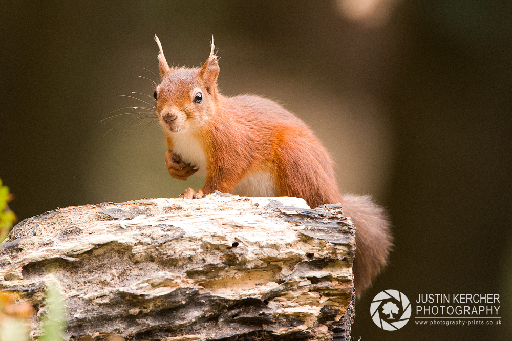 Red Squirrel XVII