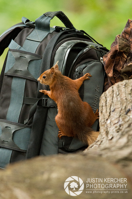 Red Squirrel - Master Their